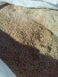 Zierkies Gold Gelb